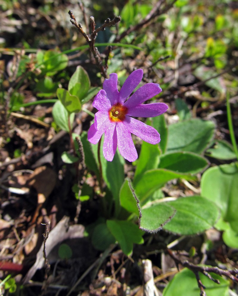 Wedgeleaf Primrose photo 6