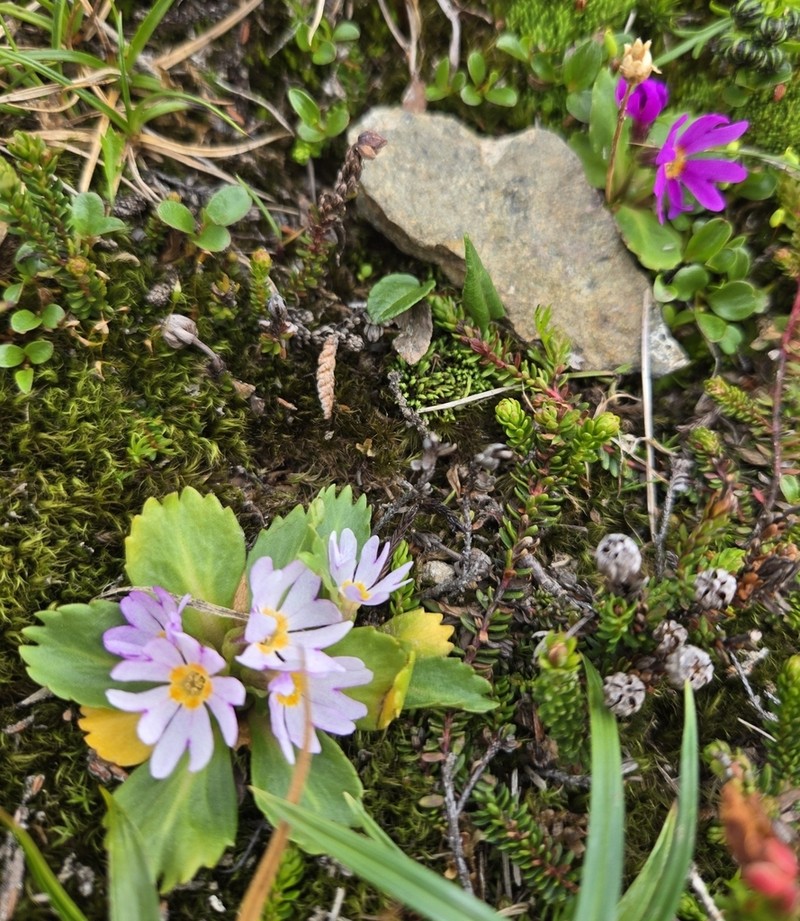 Wedgeleaf Primrose photo 7