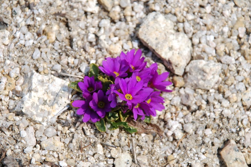 Wedgeleaf Primrose photo 8