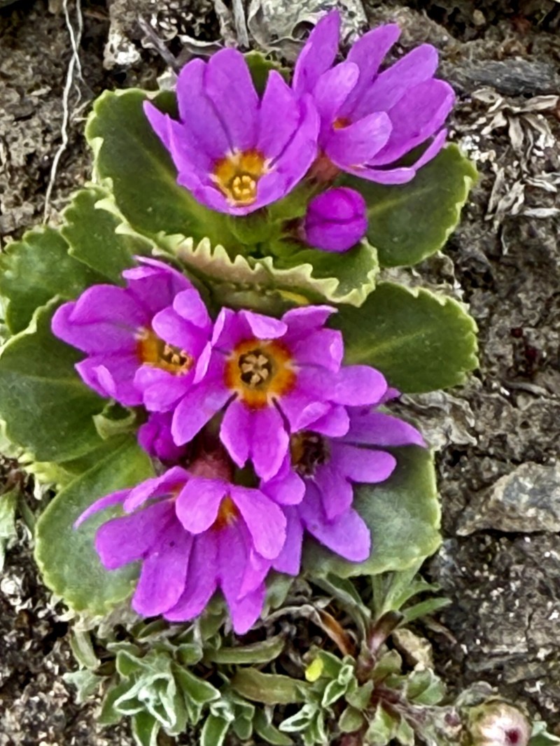 Primula cuneifolia subsp. saxifragifolia