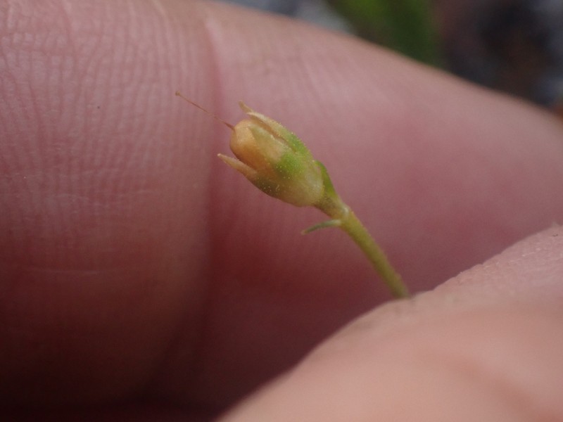 Primula cuneifolia subsp. saxifragifolia photo 4