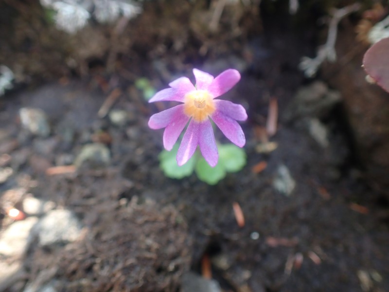 Primula cuneifolia subsp. saxifragifolia photo 5