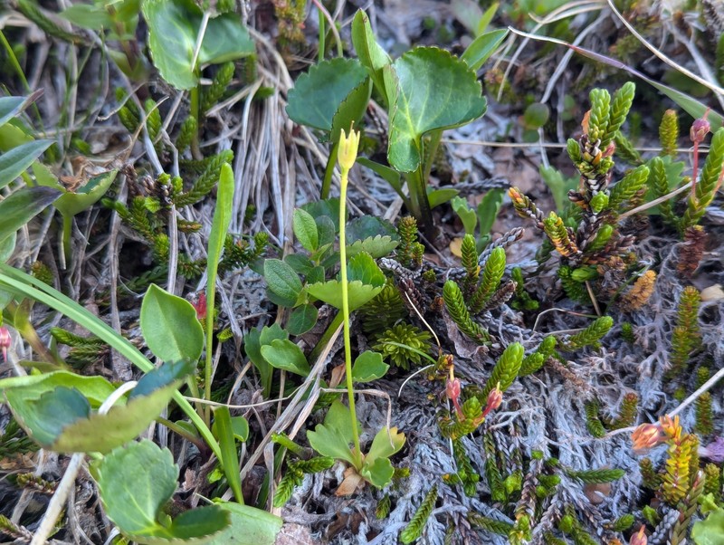 Primula cuneifolia subsp. saxifragifolia photo 6