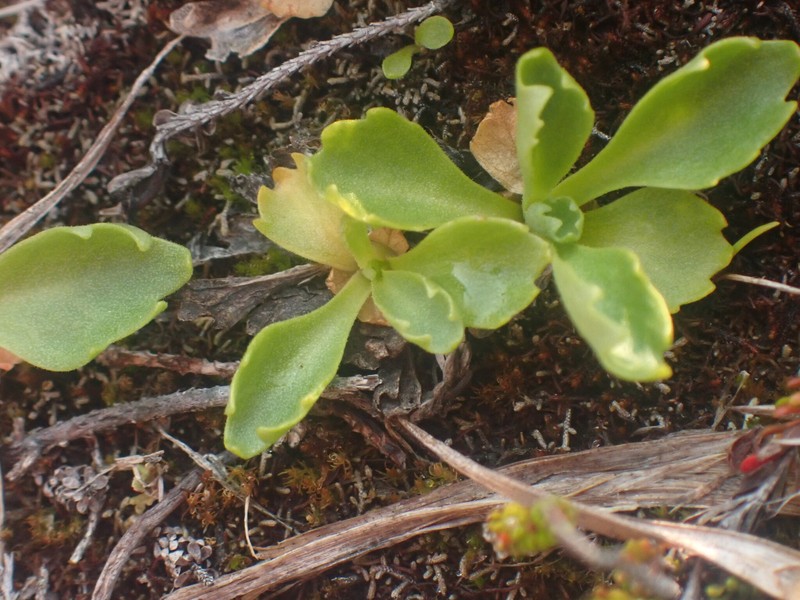 Primula cuneifolia subsp. saxifragifolia photo 7