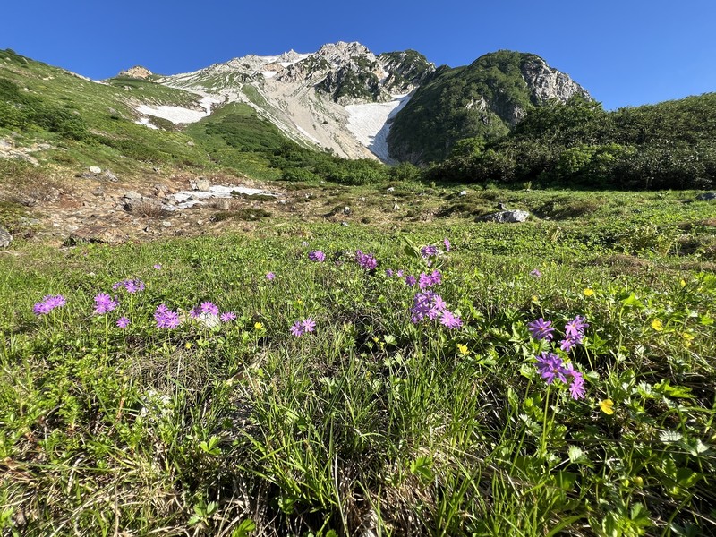 Primula cuneifolia var. hakusanensis