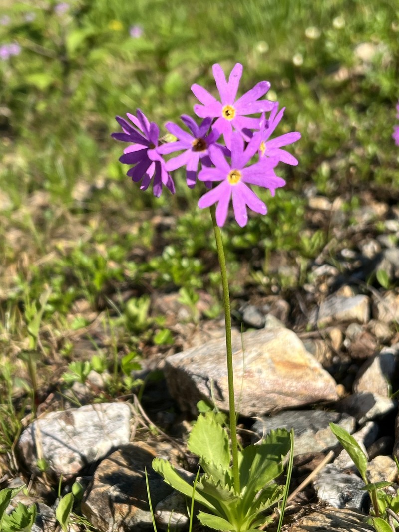 Primula cuneifolia var. hakusanensis photo 2