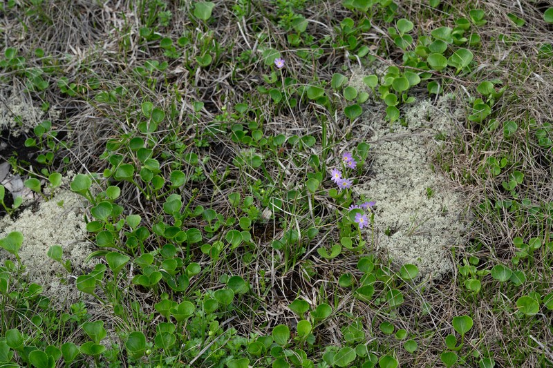 Primula cuneifolia var. hakusanensis photo 3