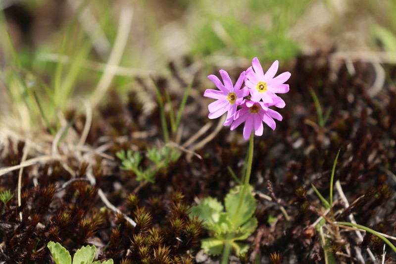 Primula cuneifolia var. hakusanensis photo 4