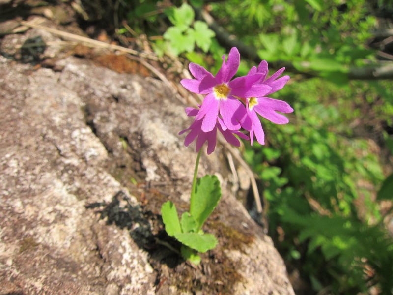 Primula cuneifolia var. heterodonta