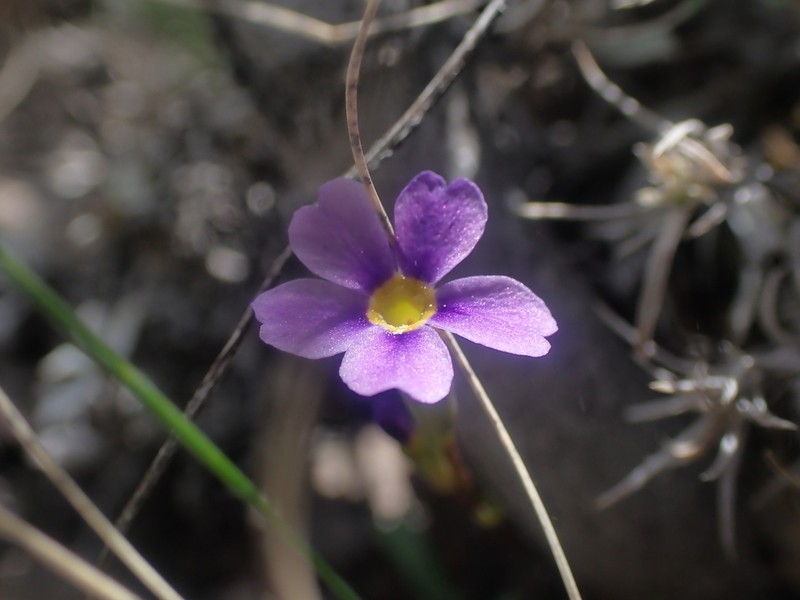 Cusick's Primrose photo 2