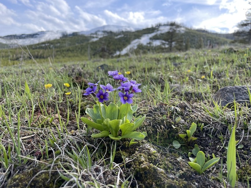 Cusick's Primrose photo 3