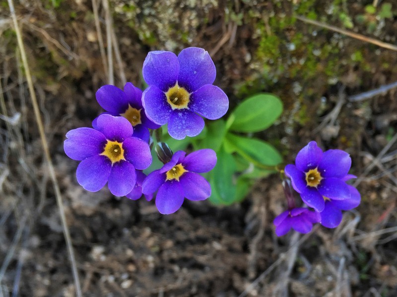 Cusick's Primrose photo 4
