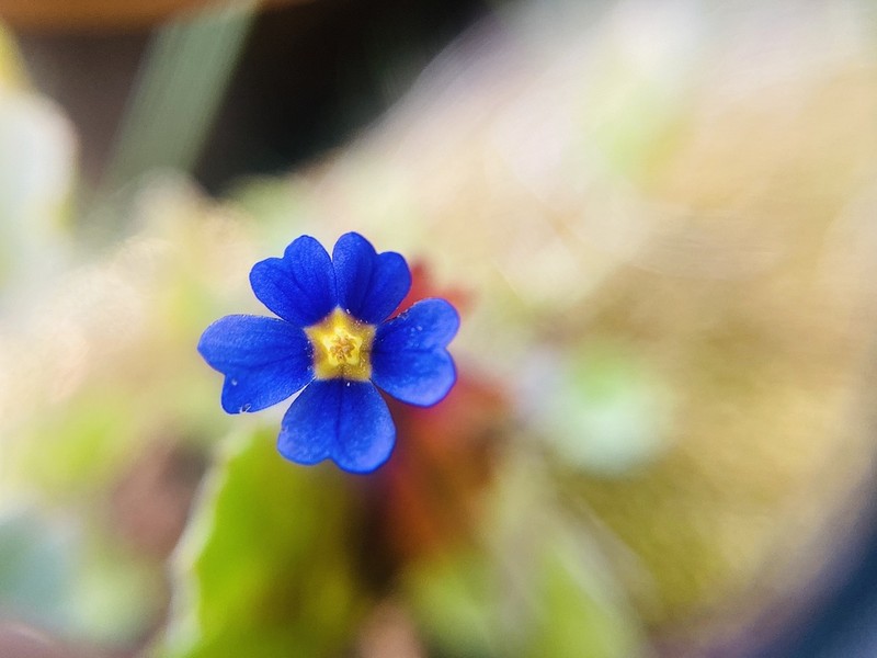 Cusick's Primrose photo 5