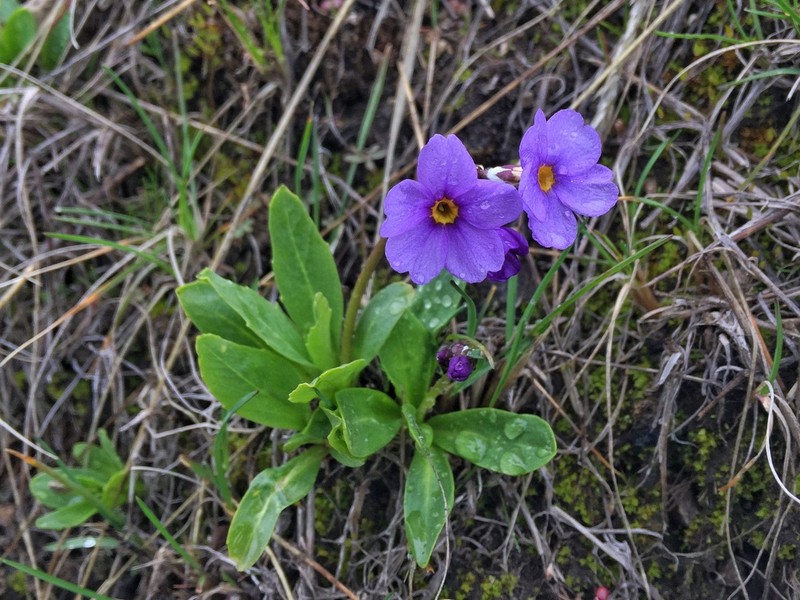 Cusick's Primrose photo 6