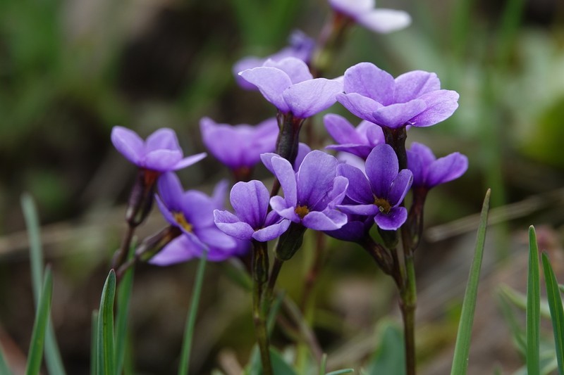 Cusick's Primrose photo 7