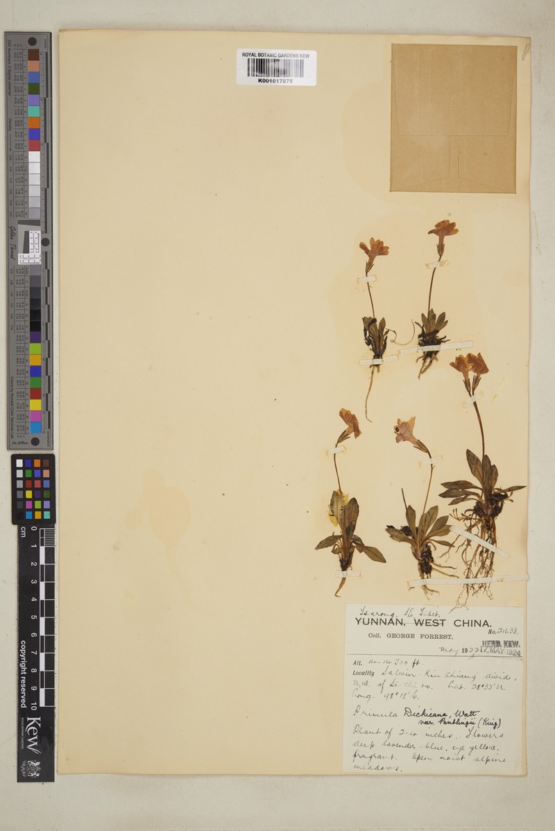 Primula dickieana var. dickieana