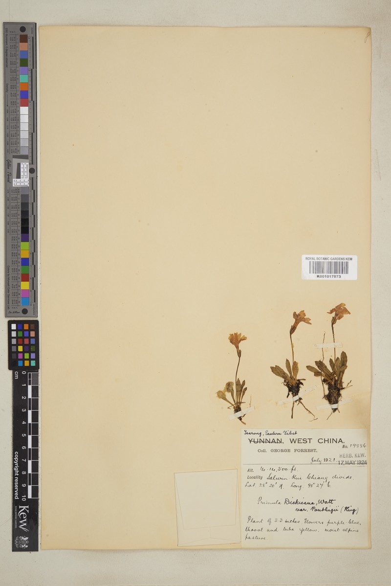 Primula dickieana var. dickieana photo 4