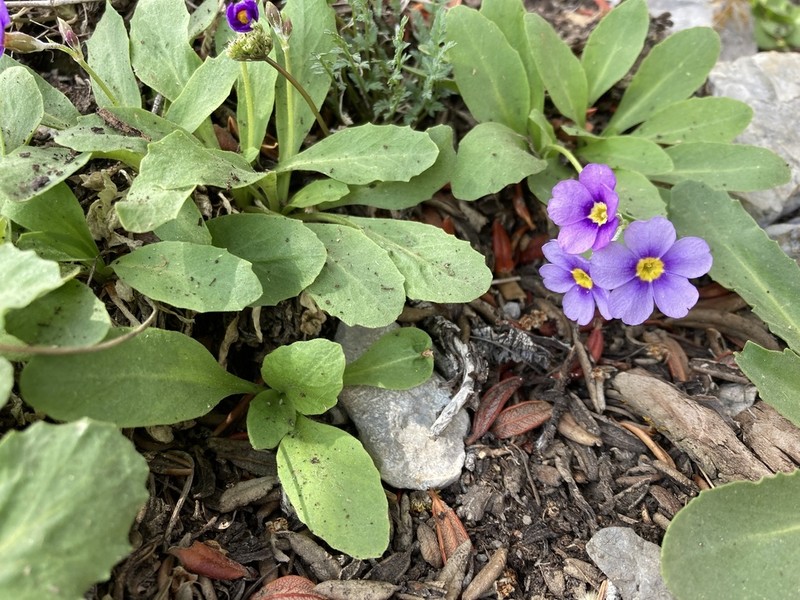 Primula domensis
