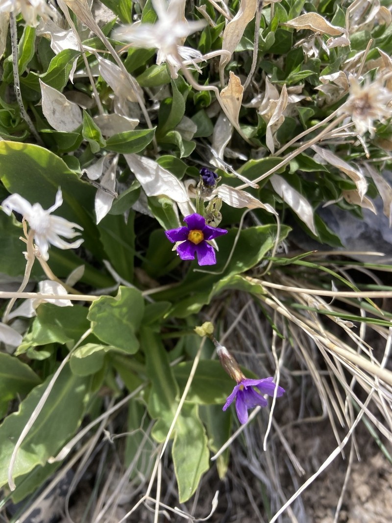 Primula domensis photo 2