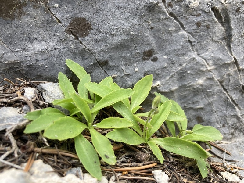 Primula domensis photo 3