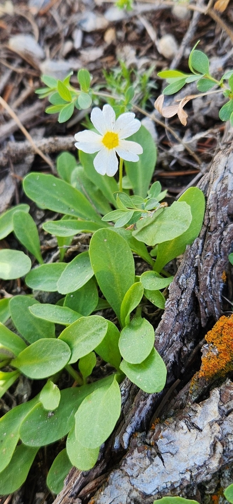 Primula domensis photo 4