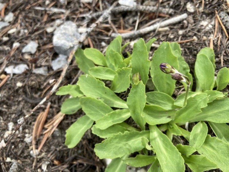 Primula domensis photo 5