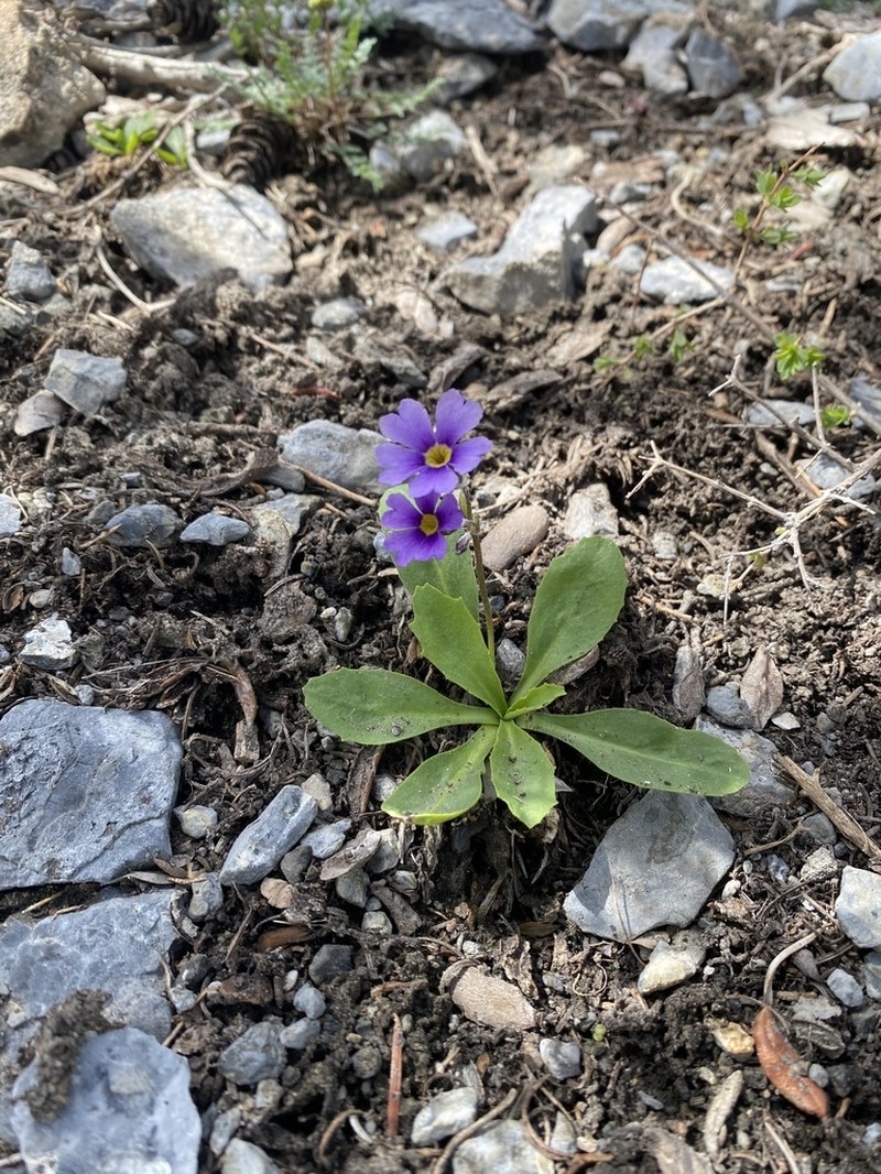Primula domensis photo 6