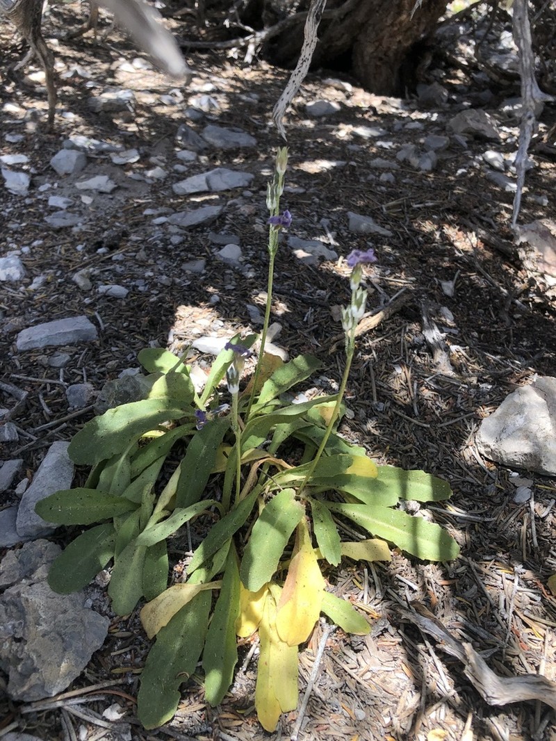 Primula domensis photo 7