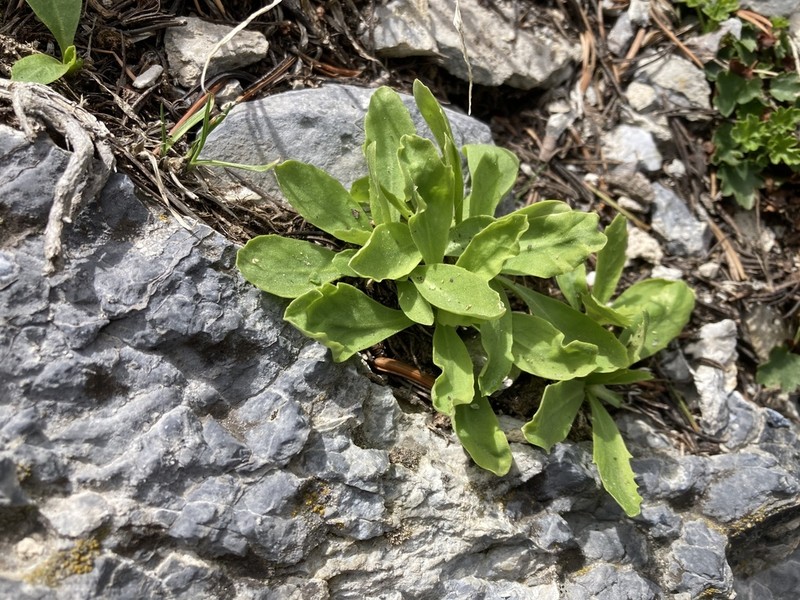 Primula domensis photo 8
