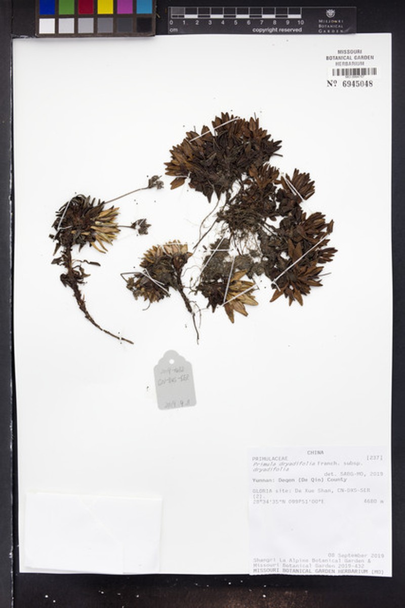 Primula dryadifolia subsp. dryadifolia