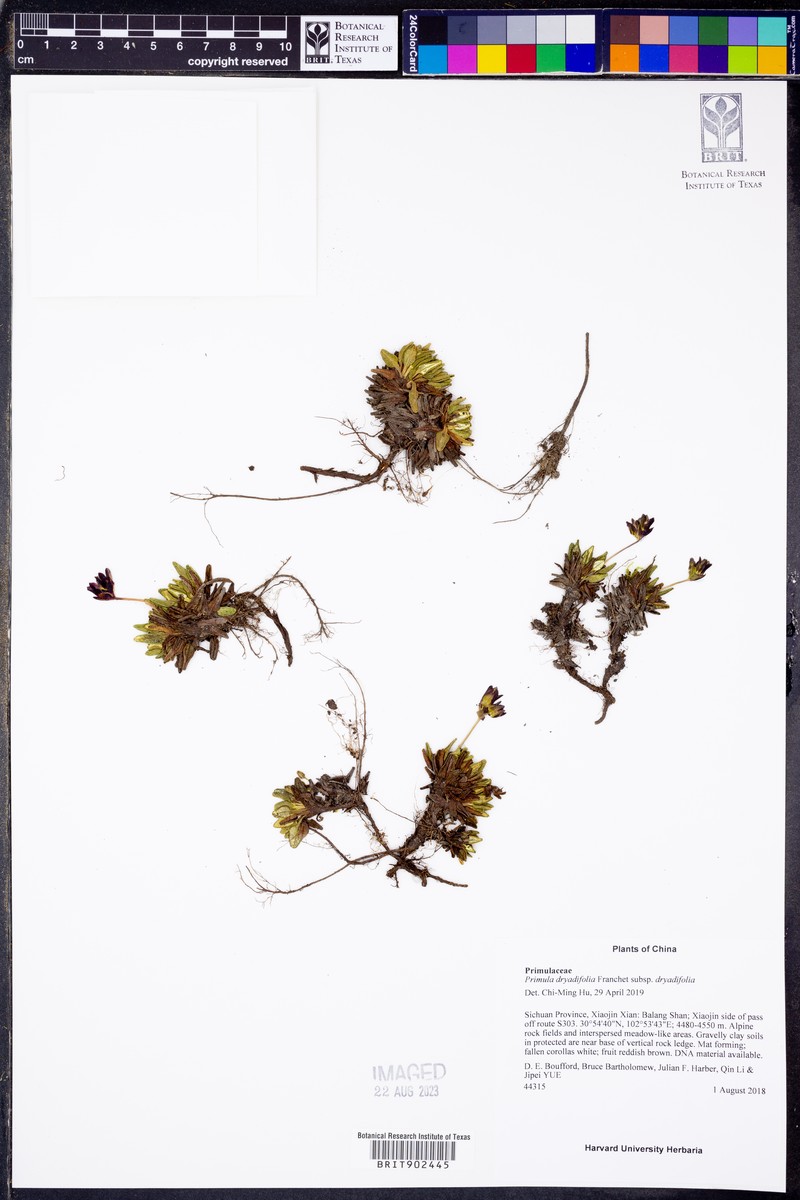 Primula dryadifolia subsp. dryadifolia photo 2