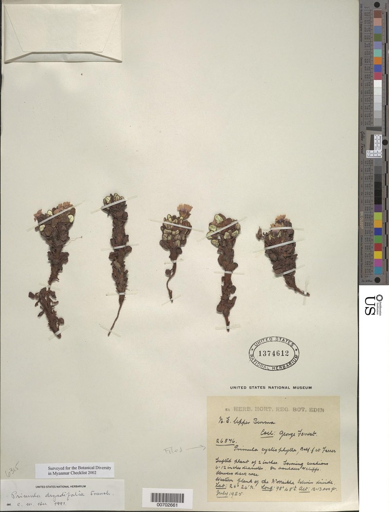 Primula dryadifolia subsp. dryadifolia photo 3