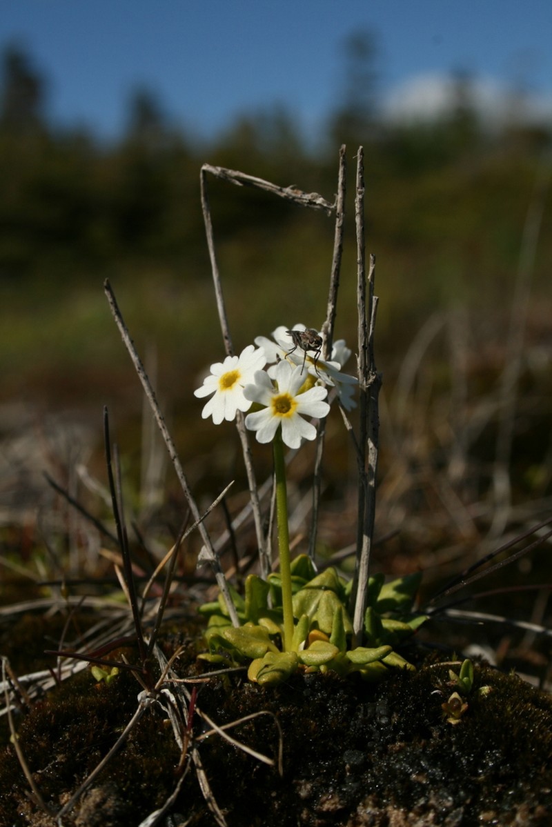 Greenland Primrose