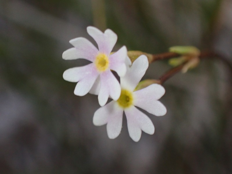 Greenland Primrose photo 2