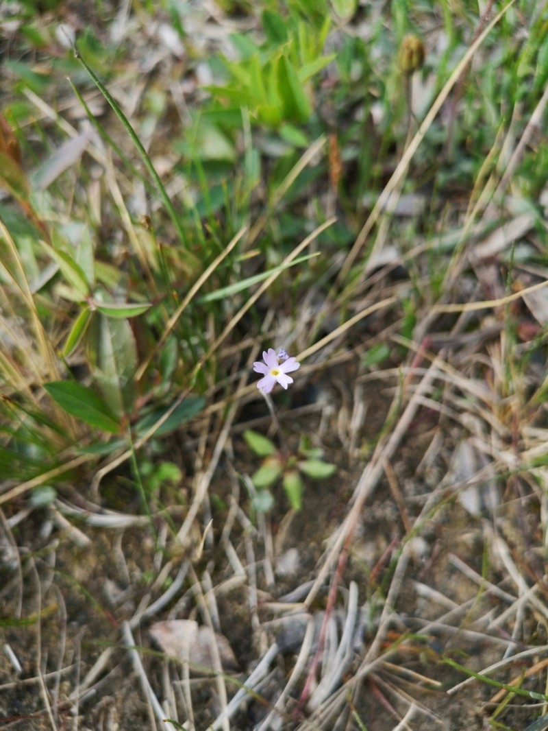 Greenland Primrose photo 3