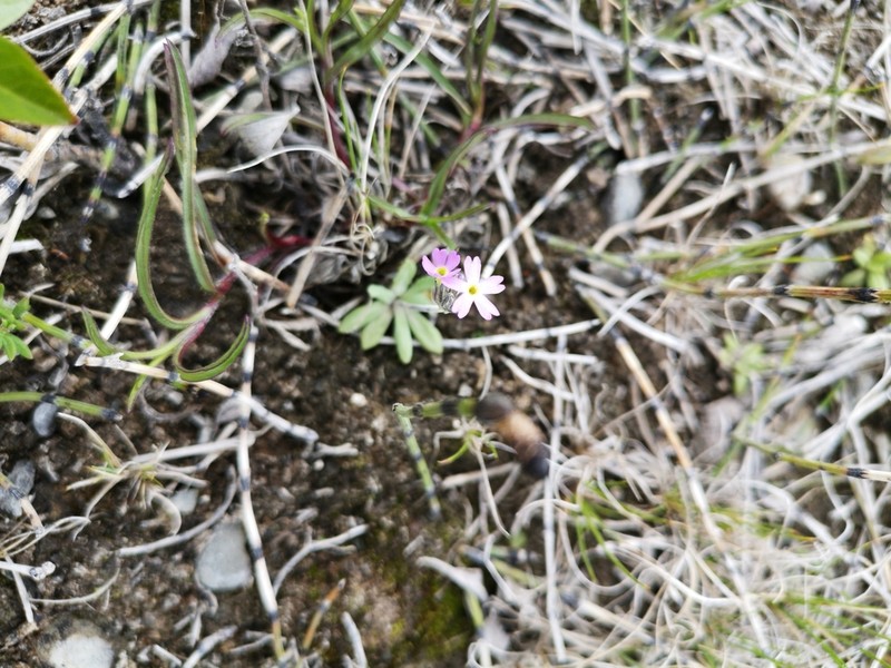 Greenland Primrose photo 4