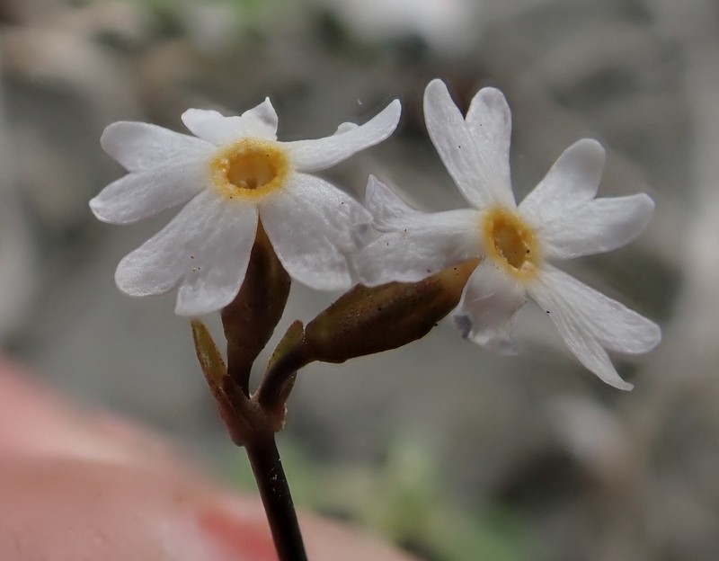 Greenland Primrose photo 5