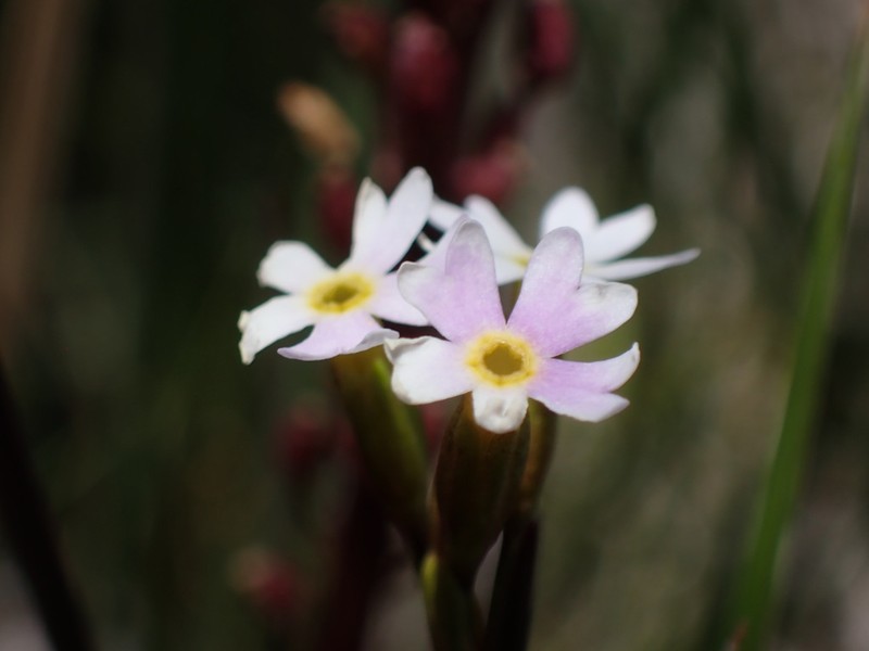 Greenland Primrose photo 6