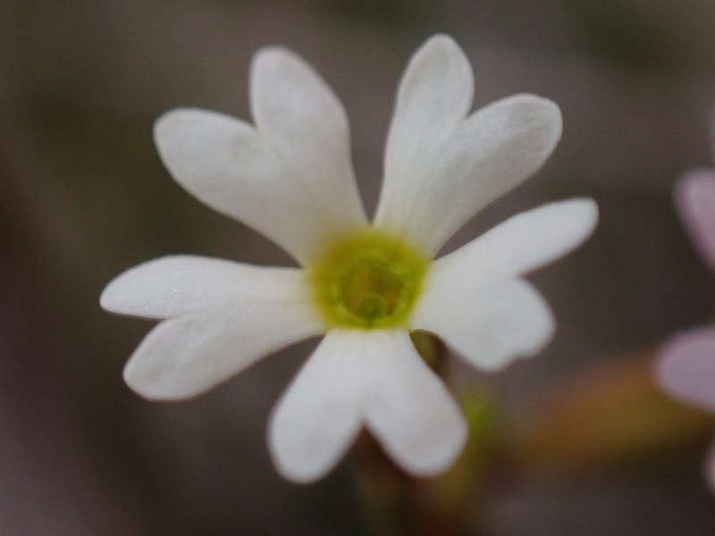 Greenland Primrose photo 7