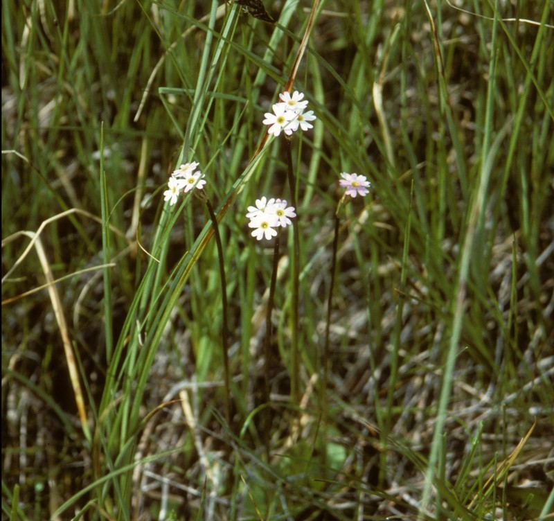 Greenland Primrose photo 8