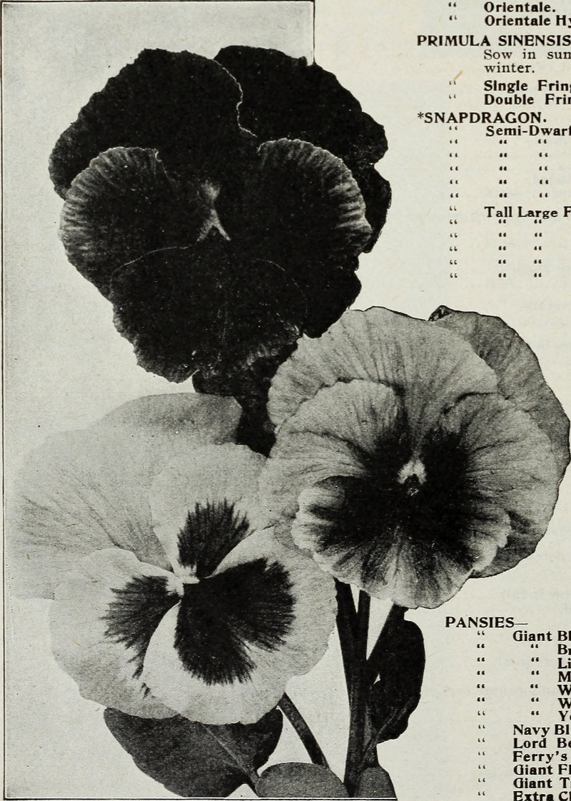 Arctic Primrose photo 2