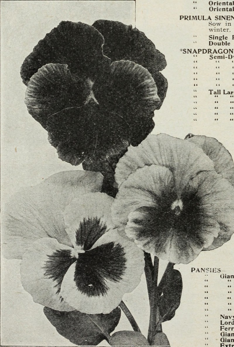 Arctic Primrose photo 3