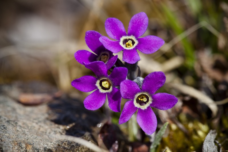 Arctic Primrose photo 4