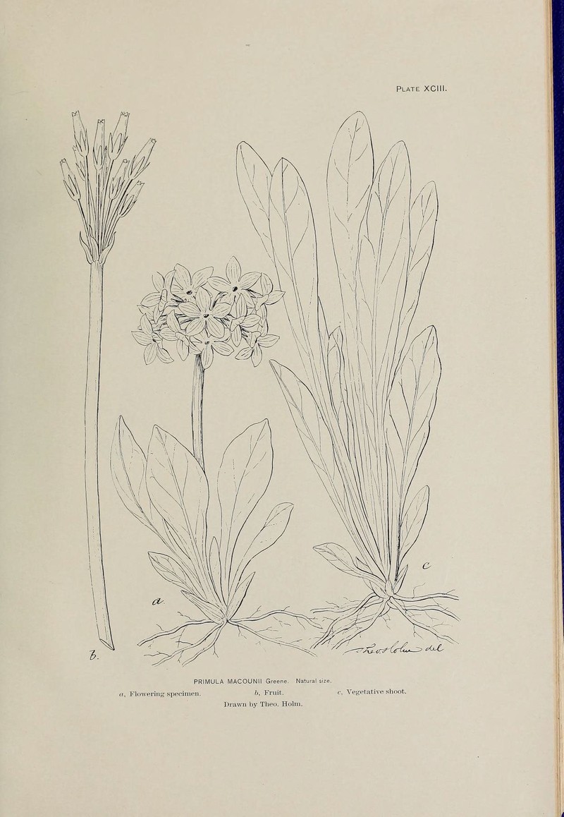 Arctic Primrose photo 5