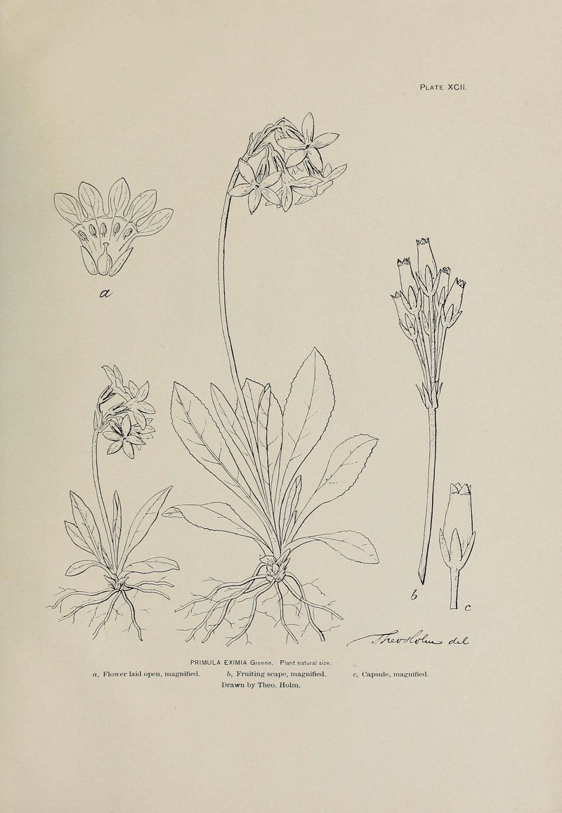 Arctic Primrose photo 6
