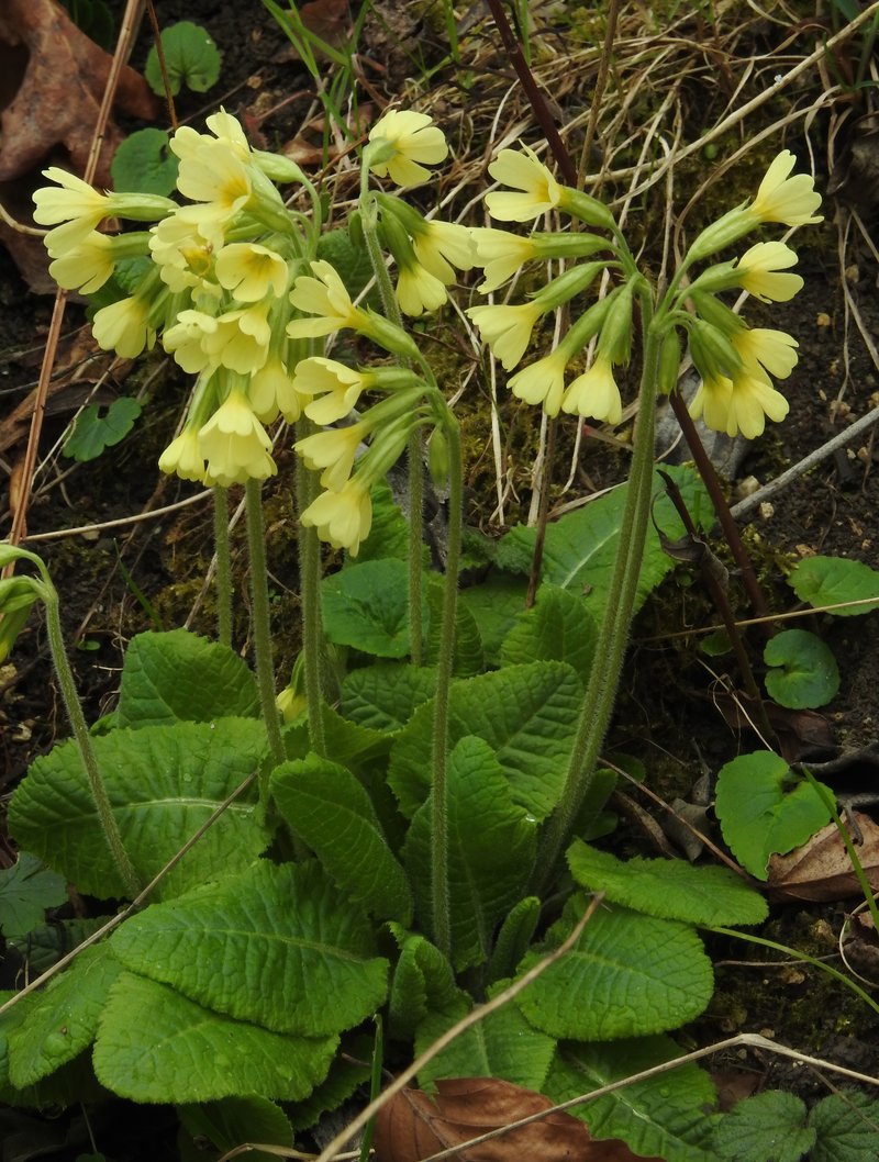 Oxlip