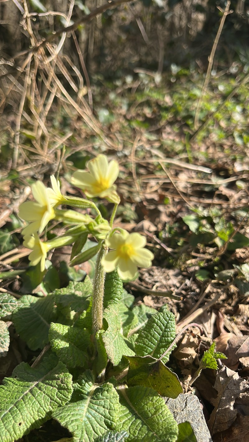 Primula elatior subsp. elatior