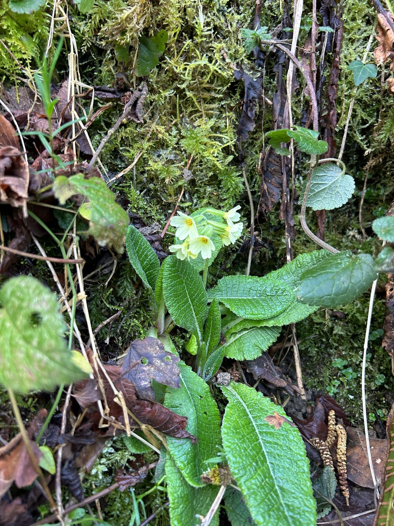 Primula elatior subsp. elatior photo 2