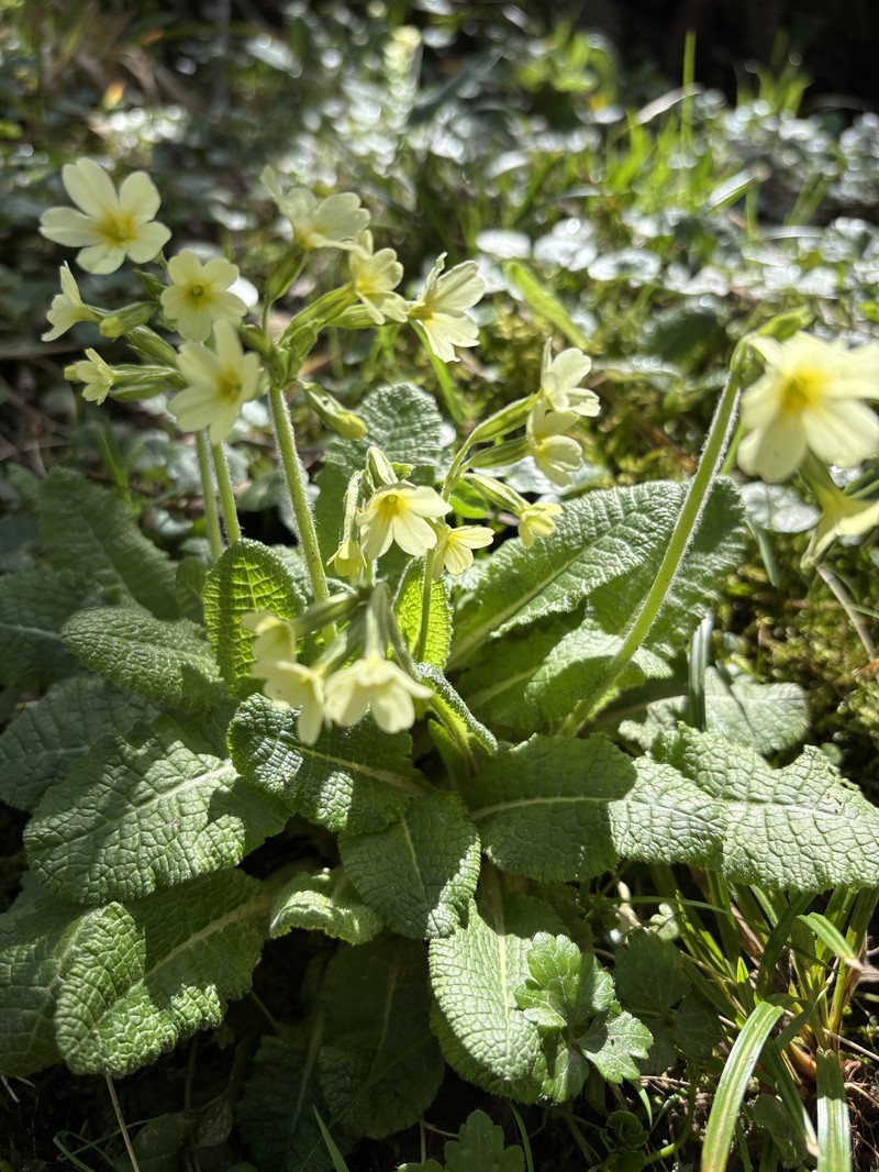 Primula elatior subsp. elatior photo 3