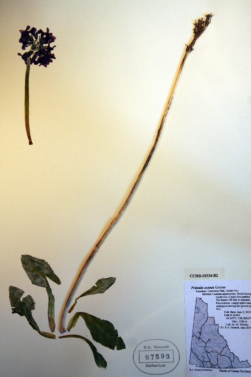 Arctic Primrose